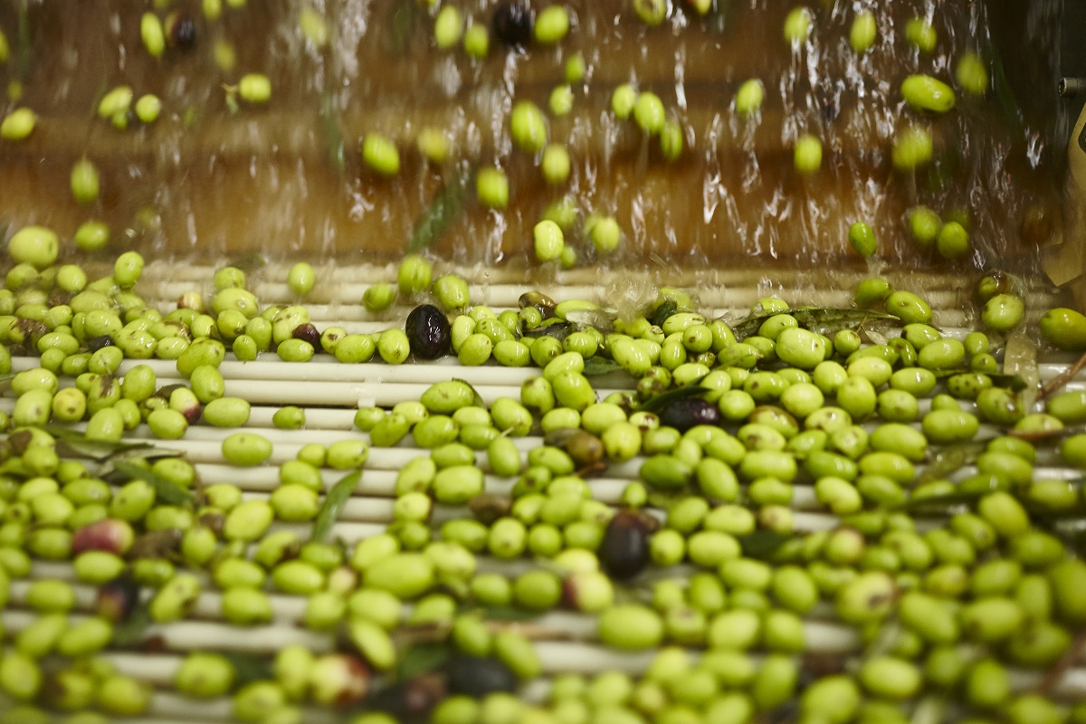 Produzione Olio Basso